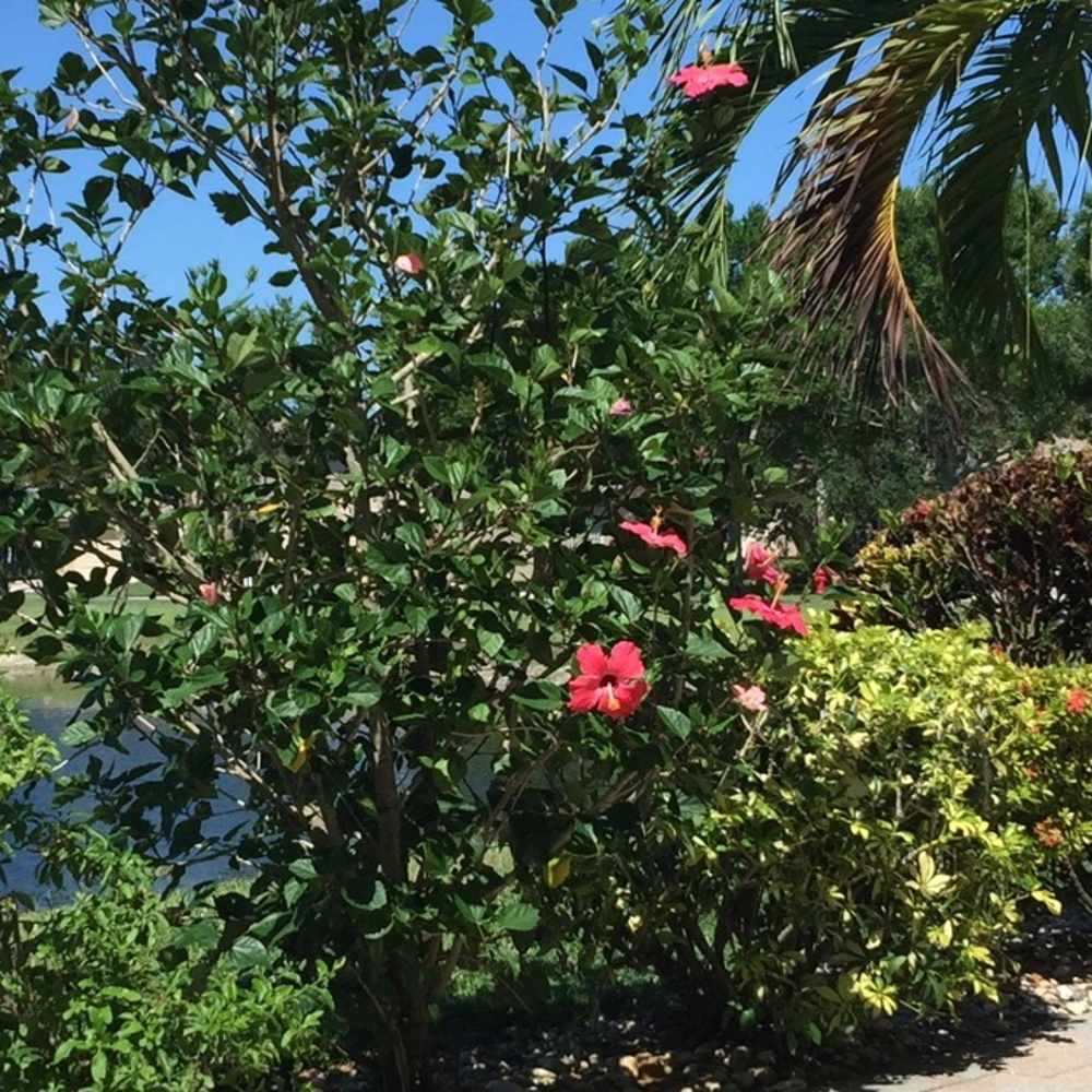 Meet your Posher, Hugo